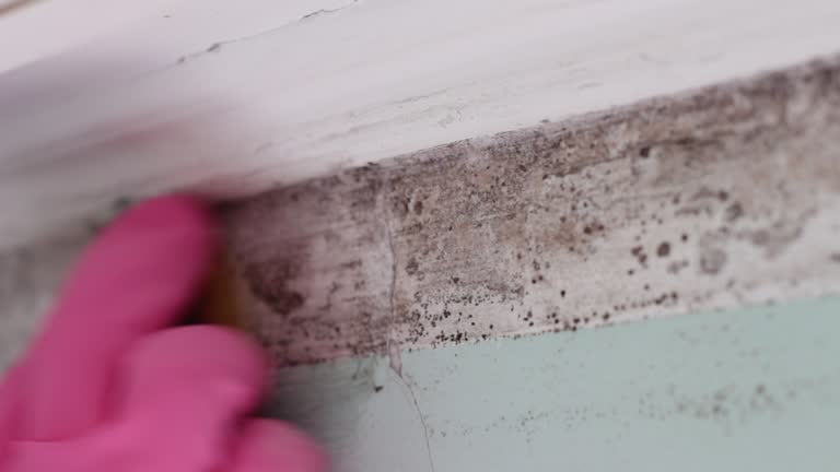 Best Asbestos and Lead Testing During Mold Inspection  in Oakville, MO